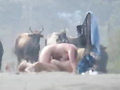 Bald man pounding his large-breasted lady in a pasture